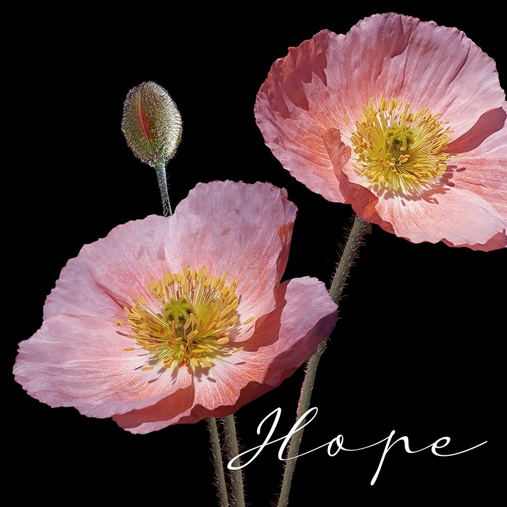 Hope Pink art print by Kimberly Allen for $57.95 CAD