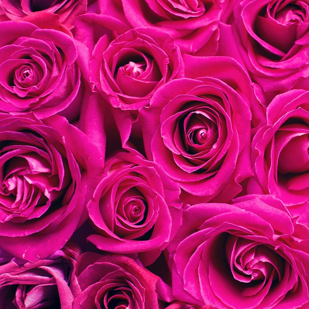 Paris Rose 1 art print by Kimberly Allen for $57.95 CAD