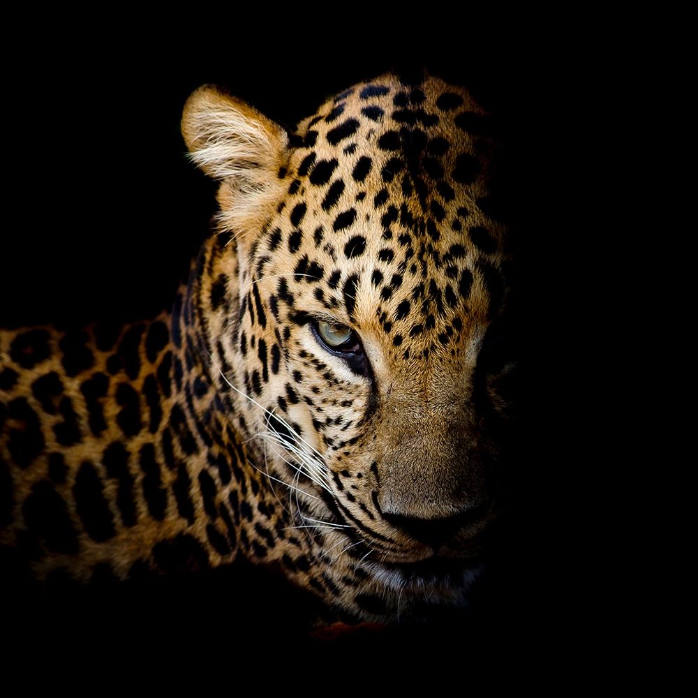 Faith Leopard 1 art print by Kimberly Allen for $57.95 CAD