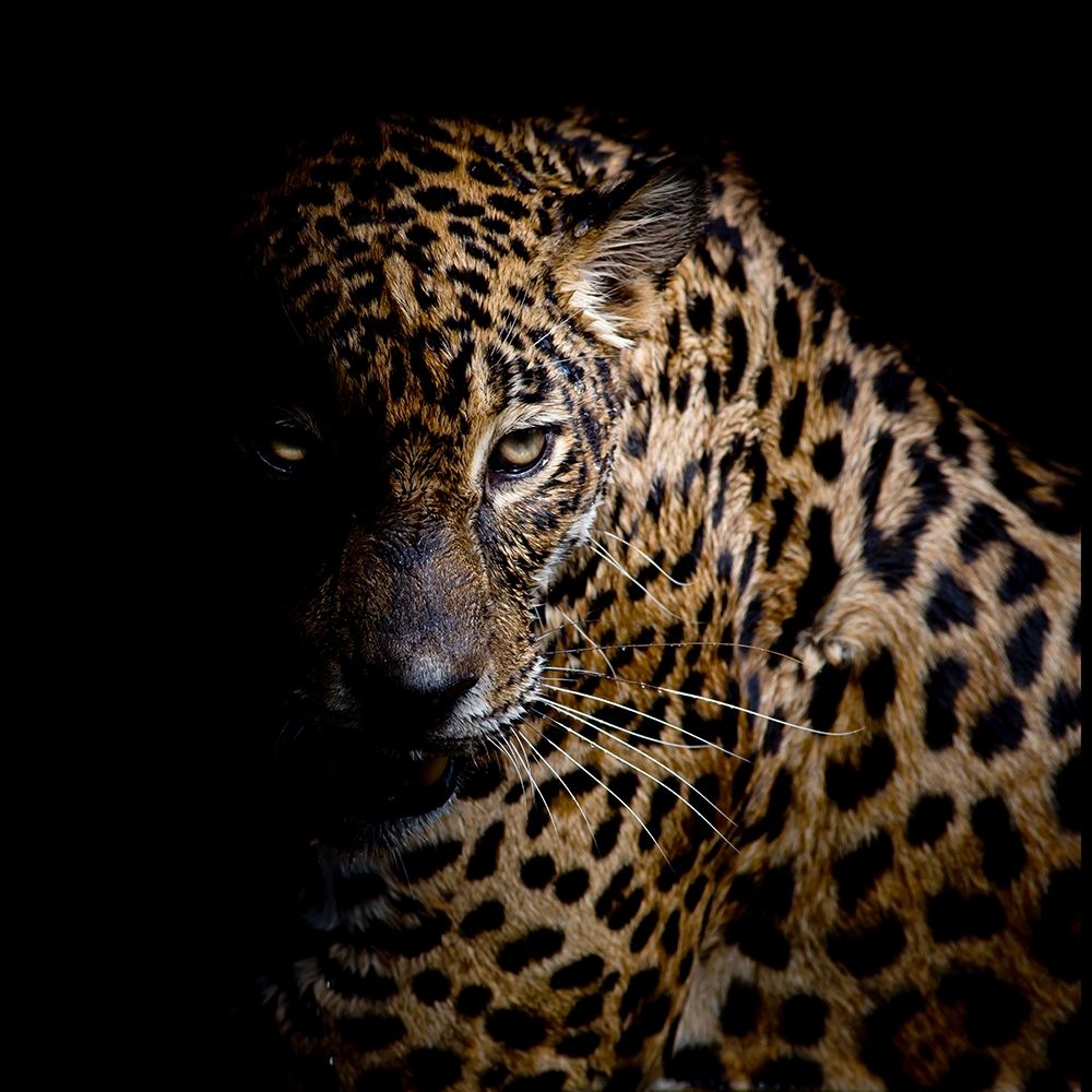 Faith Leopard 3 art print by Kimberly Allen for $57.95 CAD