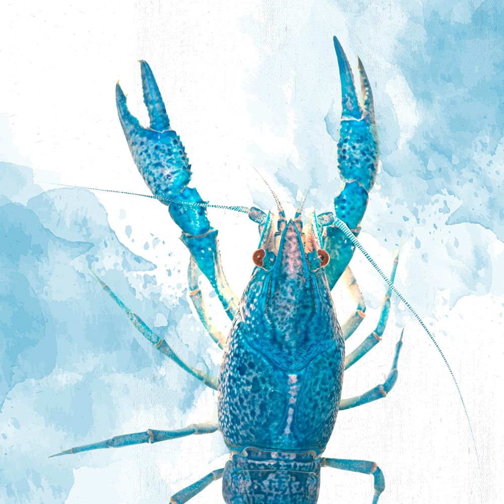 Crayfish art print by Kimberly Allen for $57.95 CAD