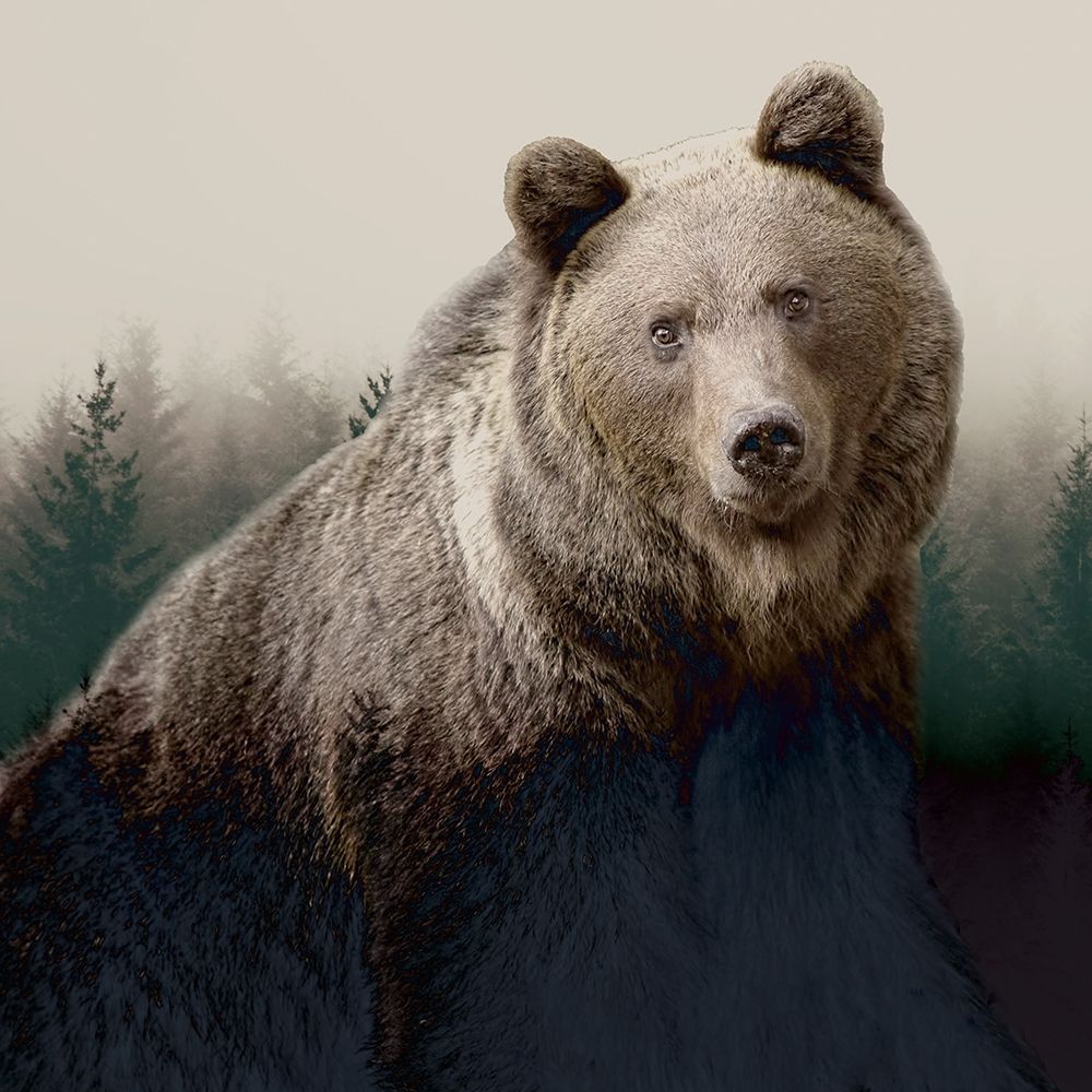 Forest Bear art print by Kimberly Allen for $57.95 CAD