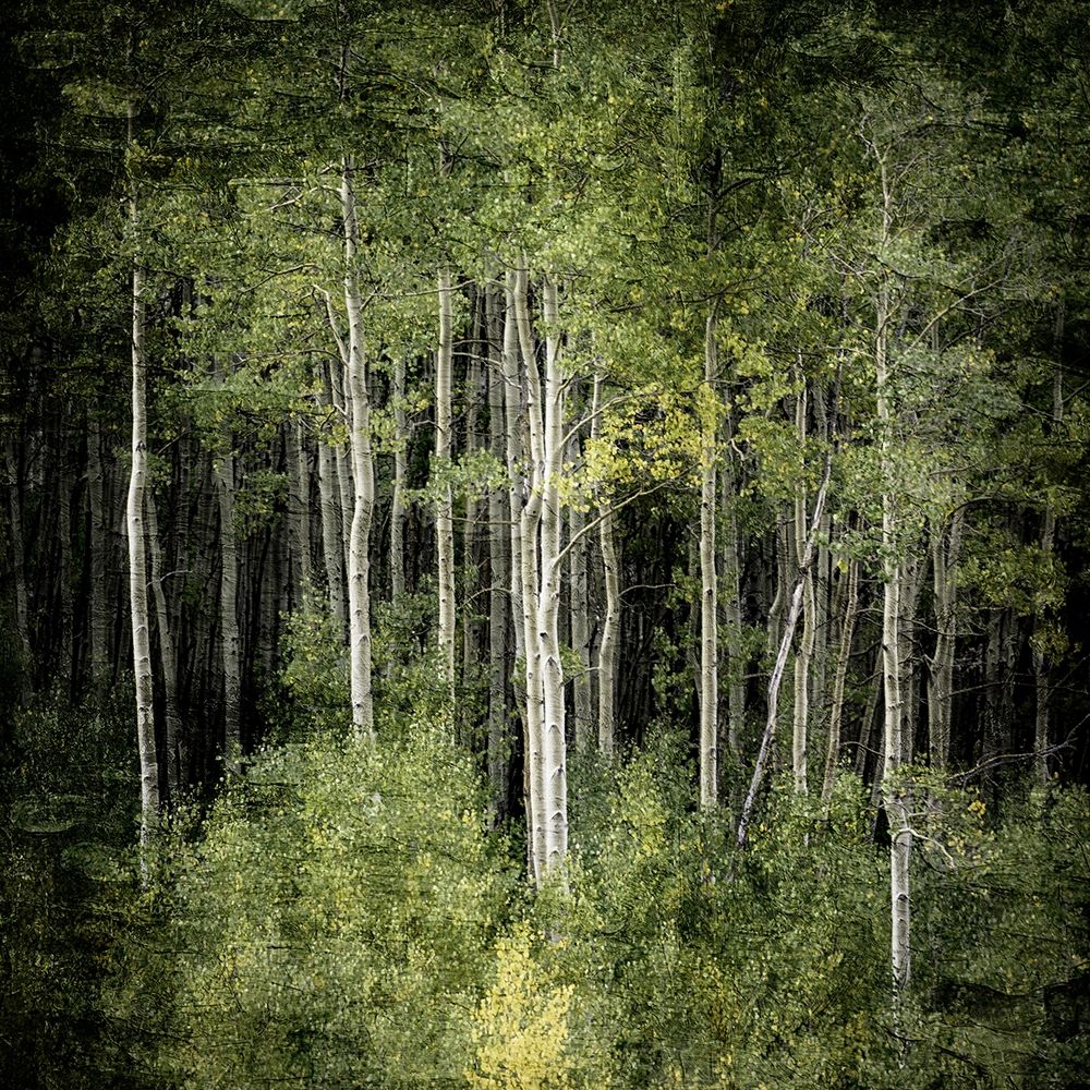 Forest Green Birches art print by Kimberly Allen for $57.95 CAD