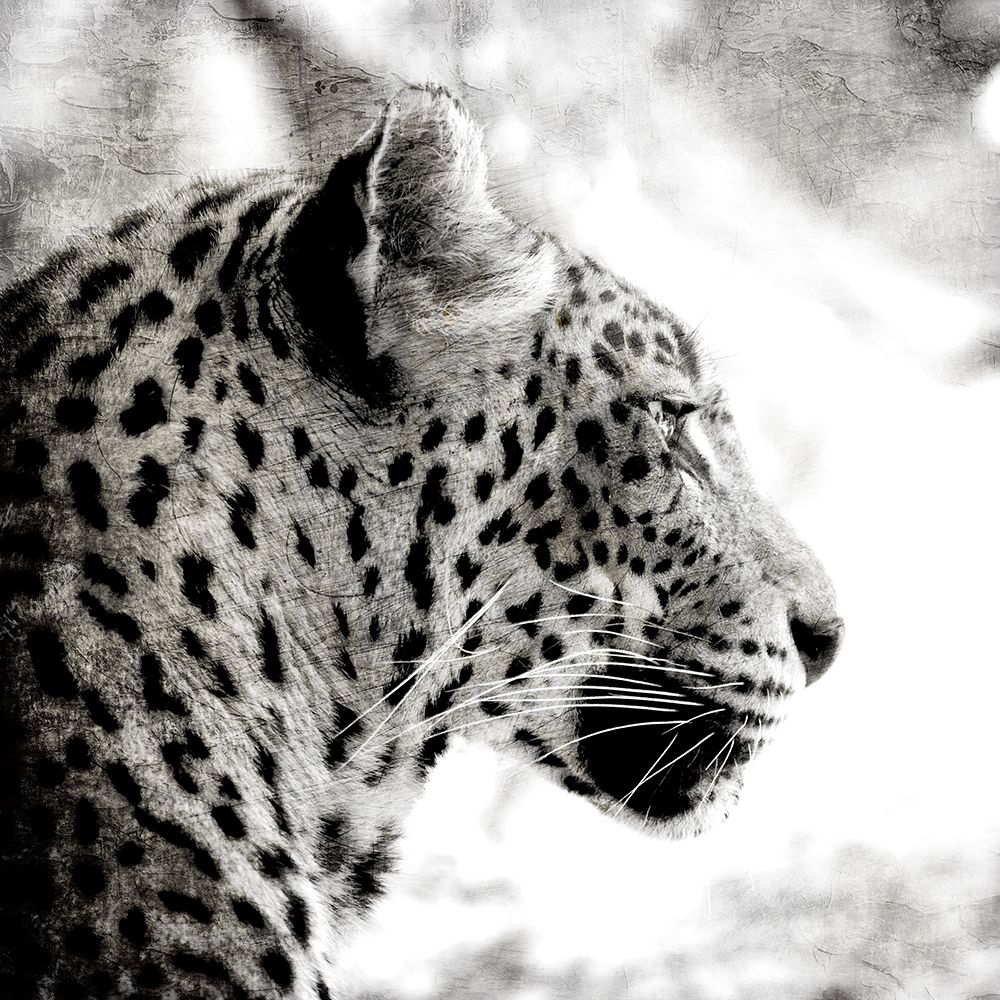 Leopard Gaze art print by Kimberly Allen for $57.95 CAD