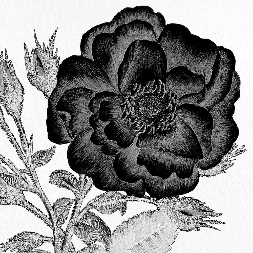 Black and White Bloom 1 art print by Kimberly Allen for $57.95 CAD