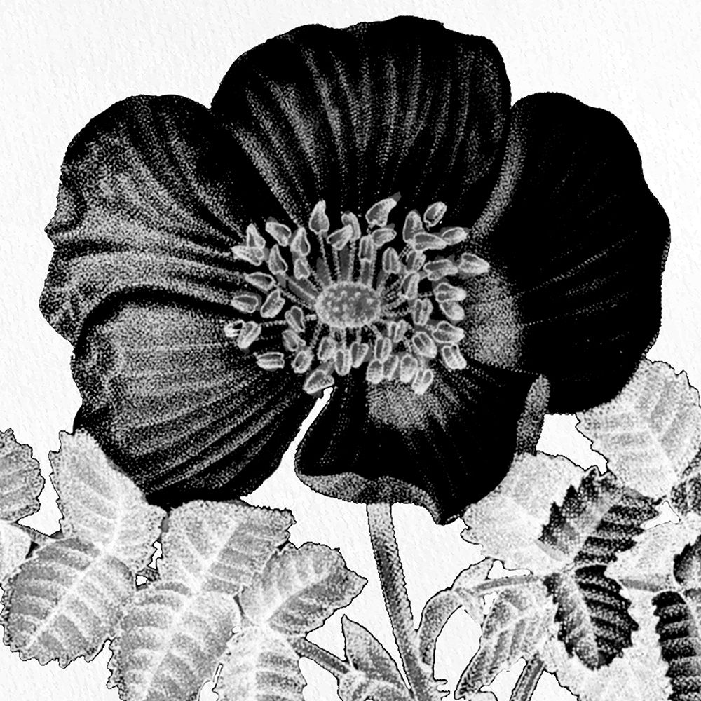 Black and White Bloom 2 art print by Kimberly Allen for $57.95 CAD