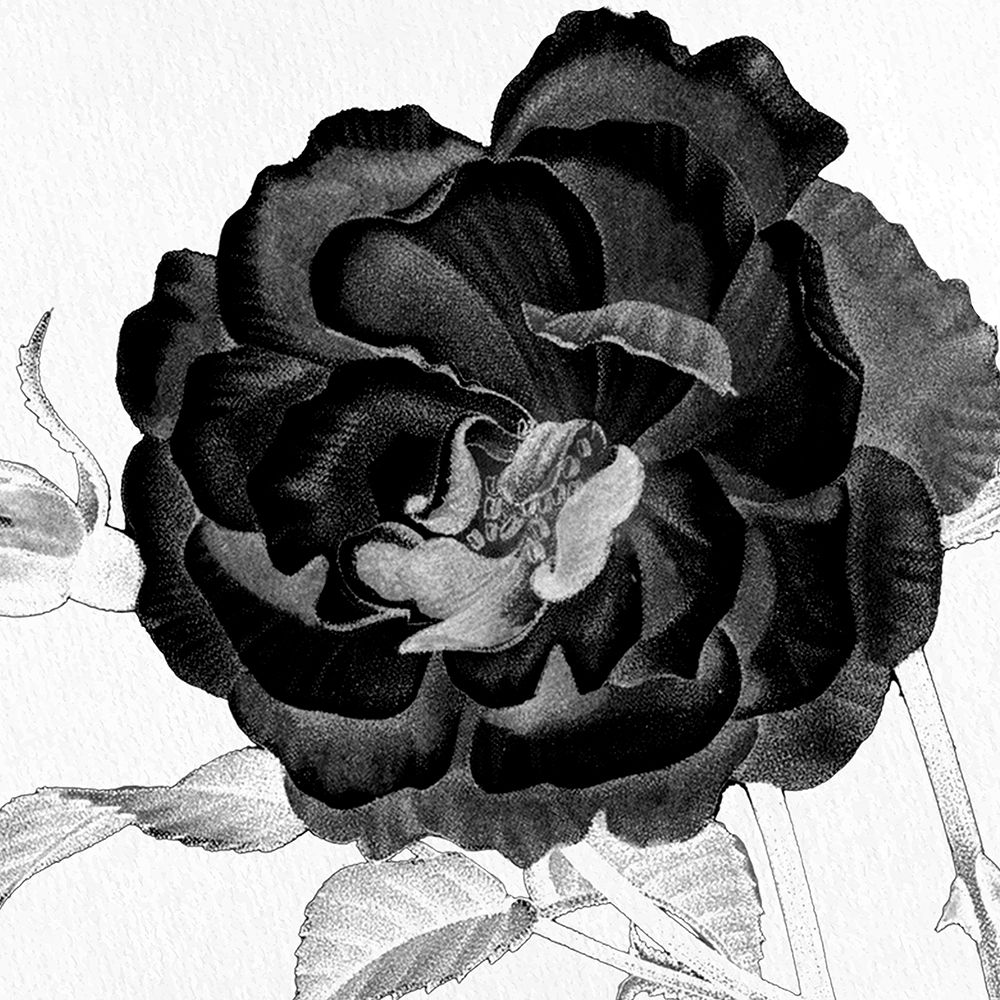 Black and White Bloom 3 art print by Kimberly Allen for $57.95 CAD