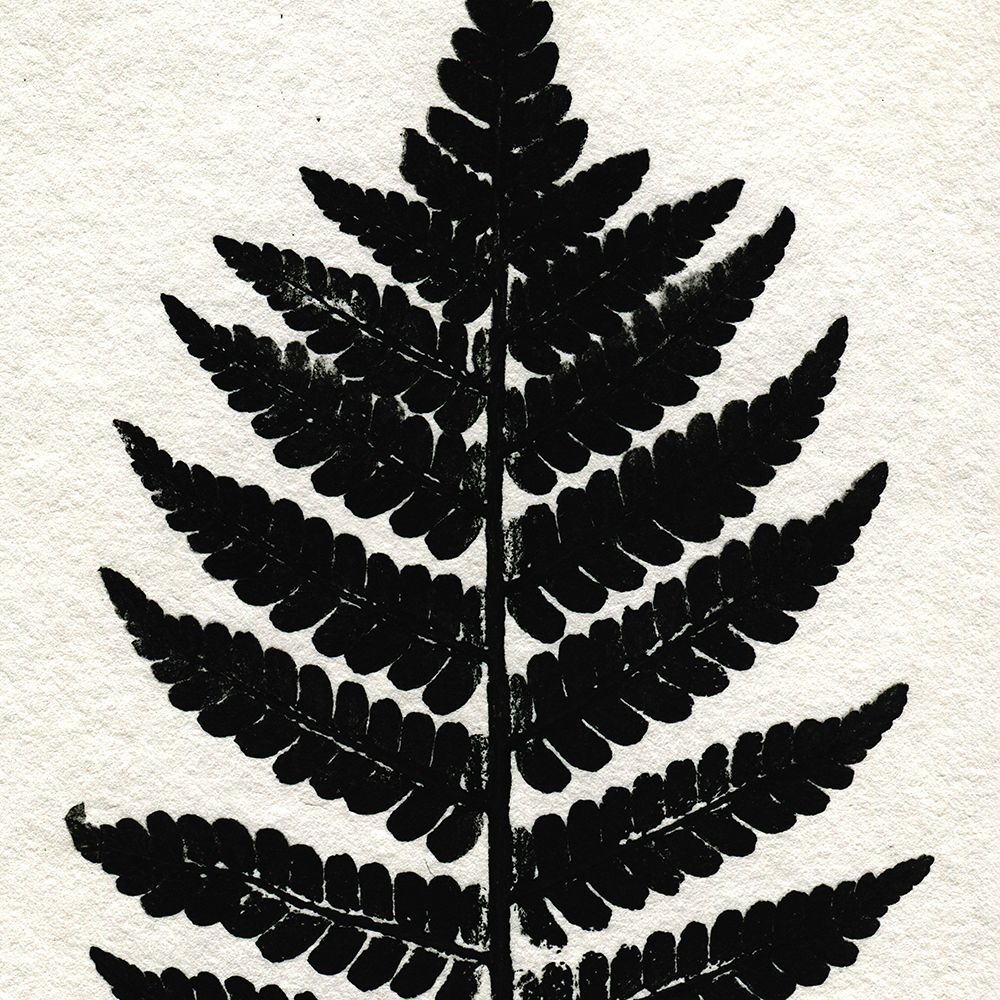 Pressed Fern 2 art print by Kimberly Allen for $57.95 CAD