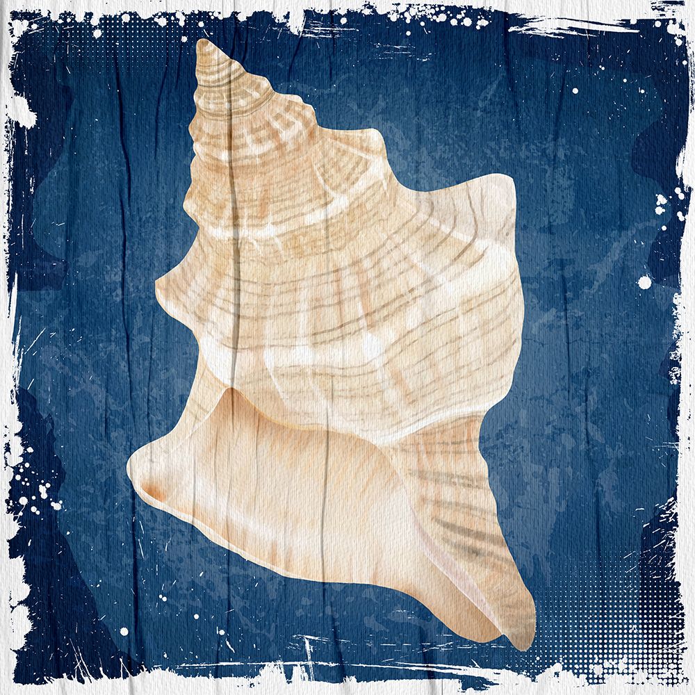 Coastal Shells 1 art print by Kimberly Allen for $57.95 CAD