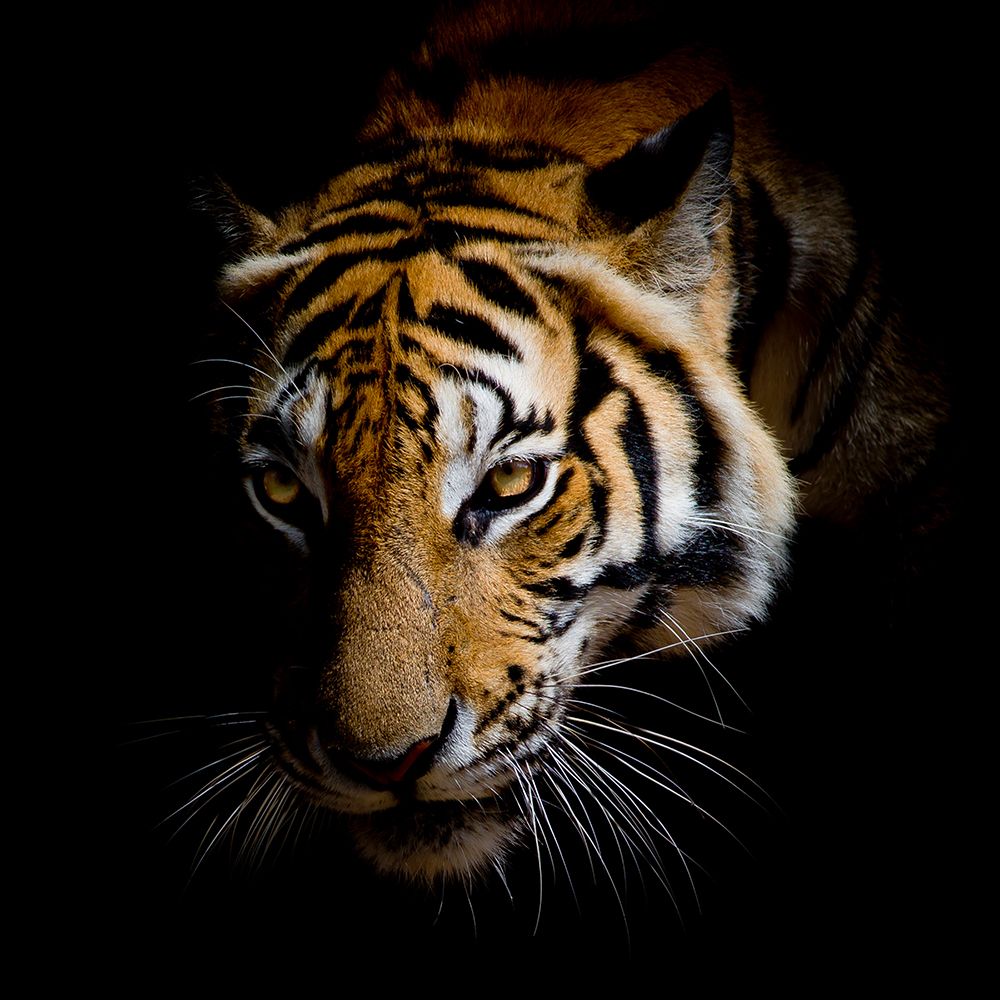 Harm art print by Kimberly Allen for $57.95 CAD