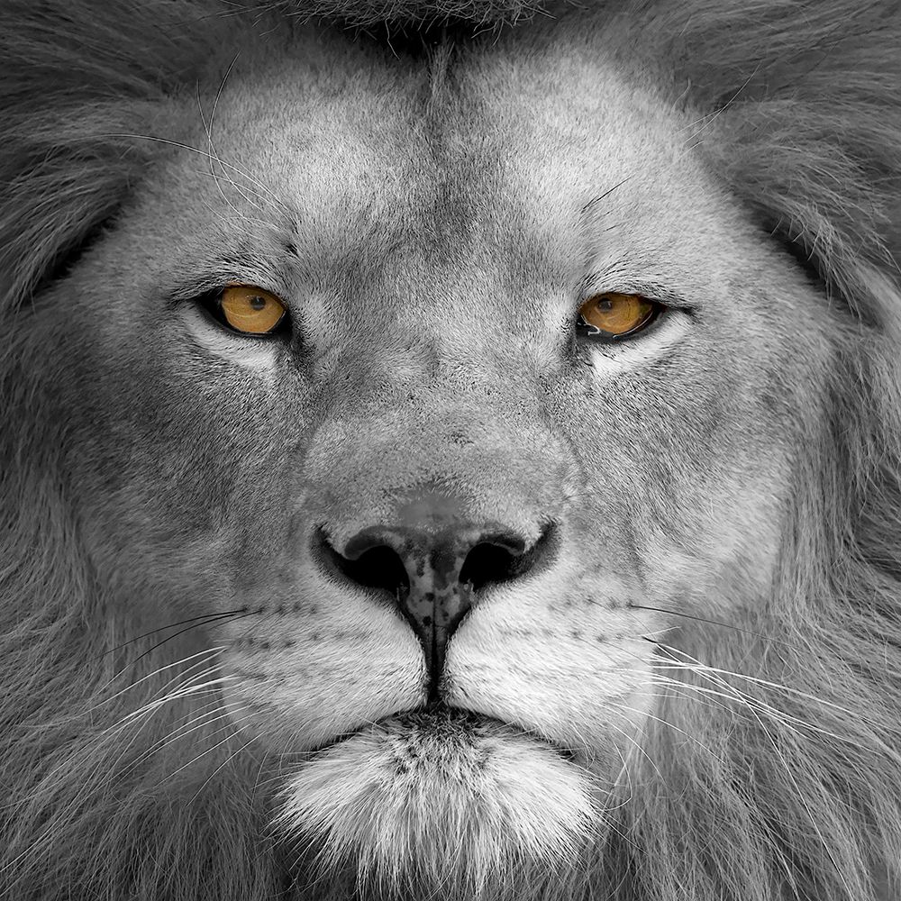 Lion Power art print by Kimberly Allen for $57.95 CAD
