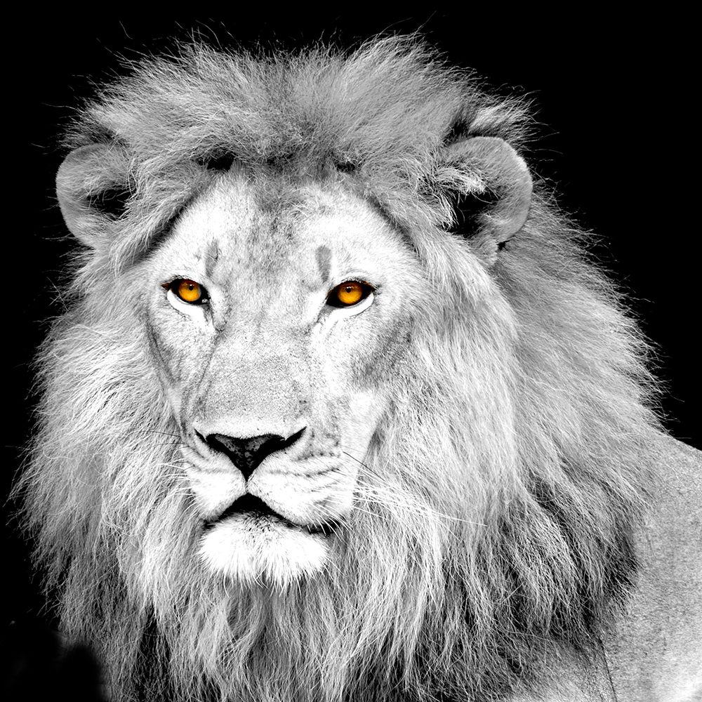 King art print by Kimberly Allen for $57.95 CAD