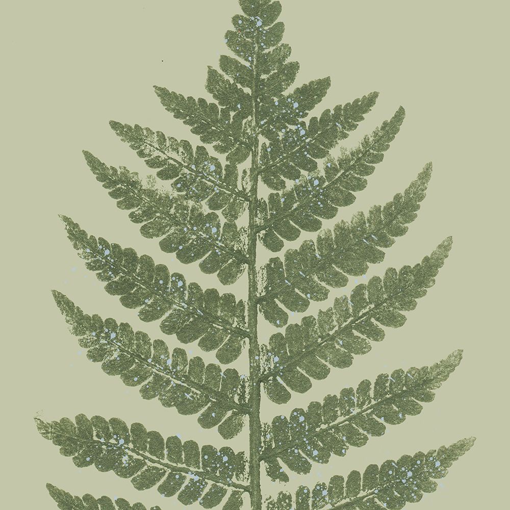 Fern Pressed Square 2 art print by Kimberly Allen for $57.95 CAD