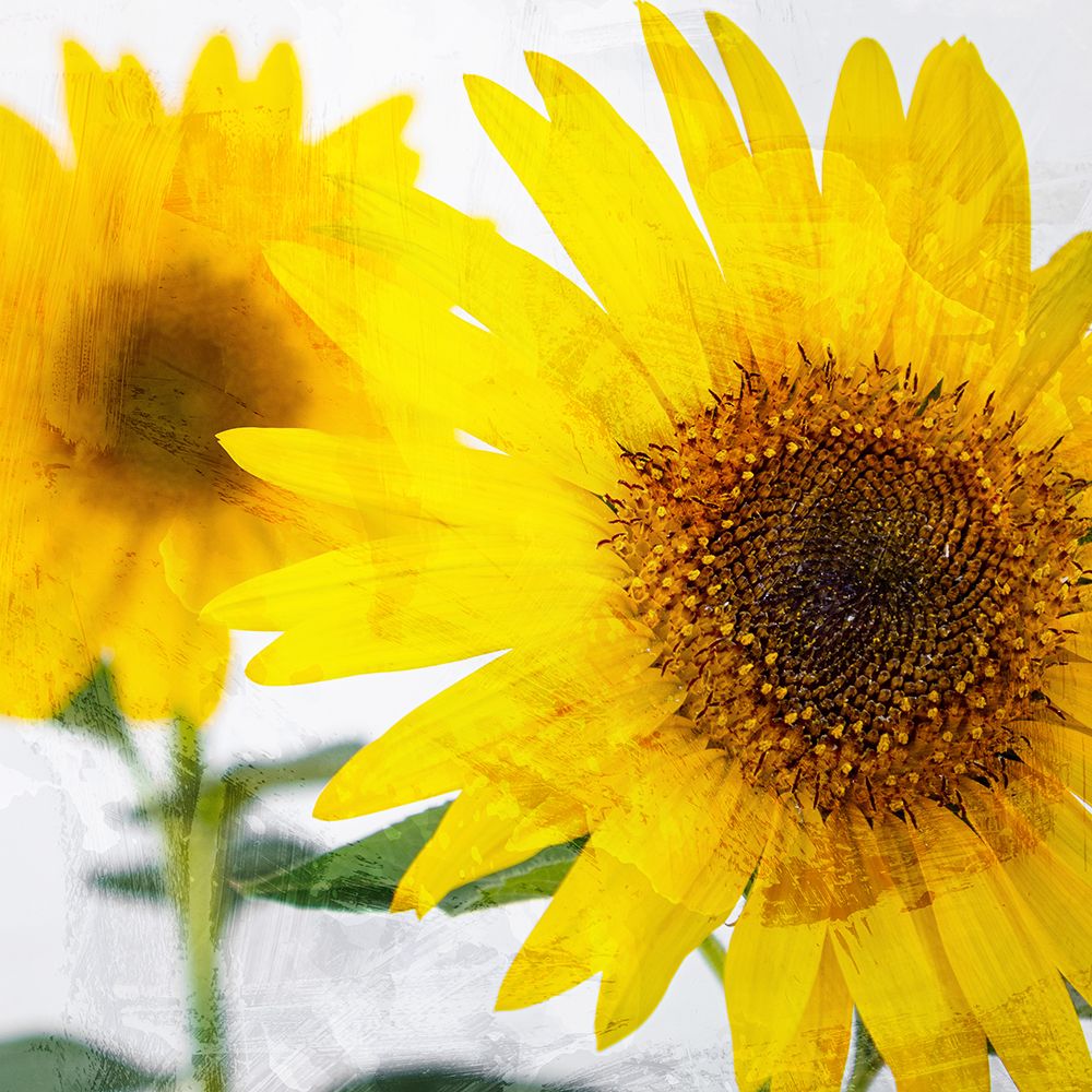 Sunnyside art print by Kimberly Allen for $57.95 CAD
