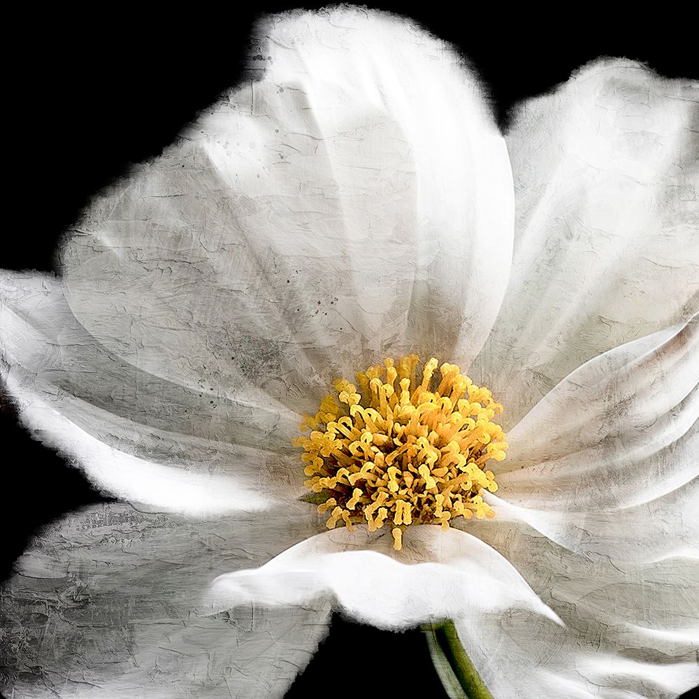 Yellow Center art print by Kimberly Allen for $57.95 CAD