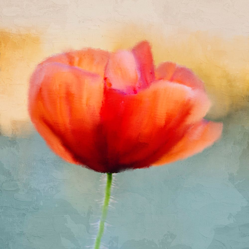 Poppy Sunrise art print by Kimberly Allen for $57.95 CAD