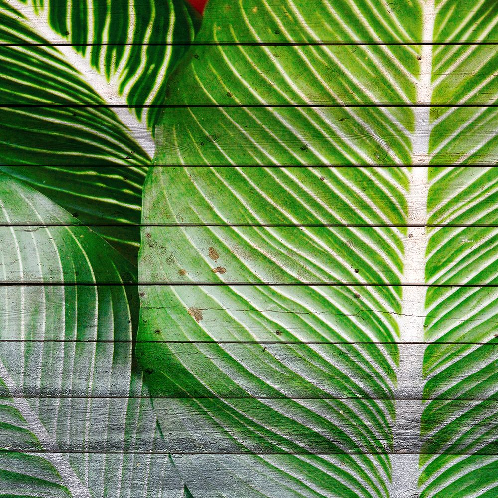 Palms On Wood 1 art print by Kimberly Allen for $57.95 CAD