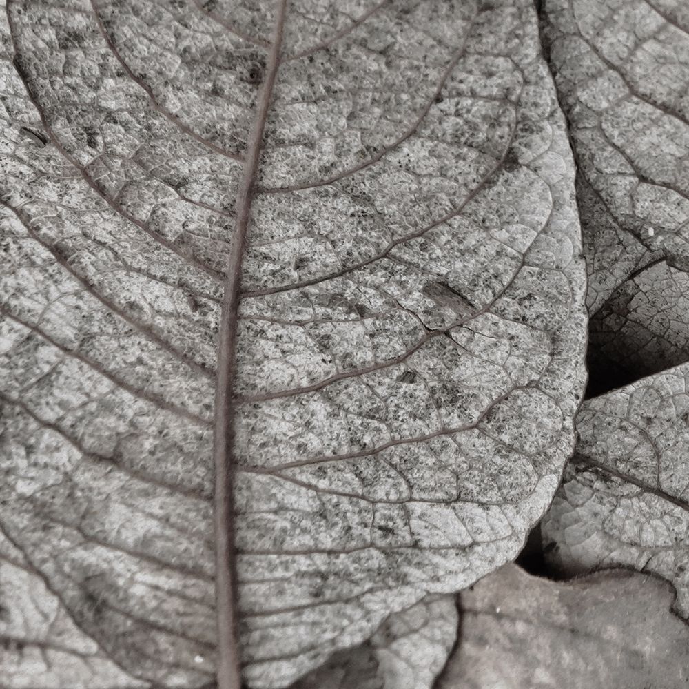 Pressed Leaf 1 art print by Kimberly Allen for $57.95 CAD