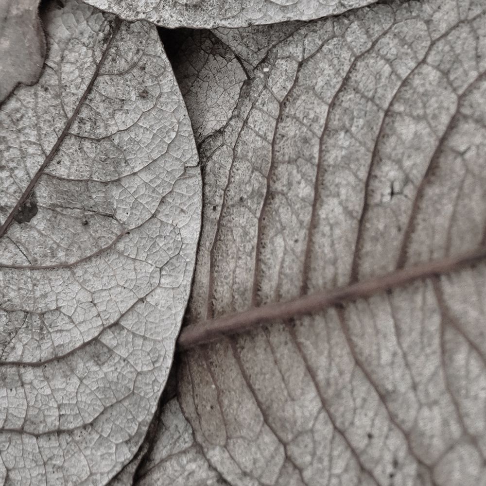 Pressed Leaf 2 art print by Kimberly Allen for $57.95 CAD