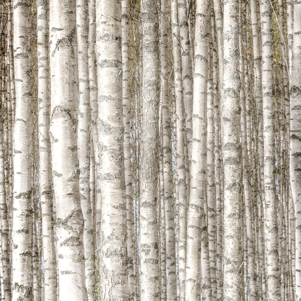Birch Forest art print by Kimberly Allen for $57.95 CAD