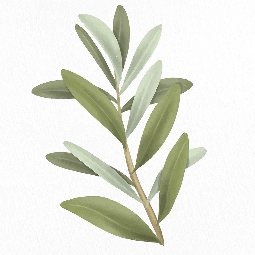 Olive Branch 1 art print by Kimberly Allen for $57.95 CAD