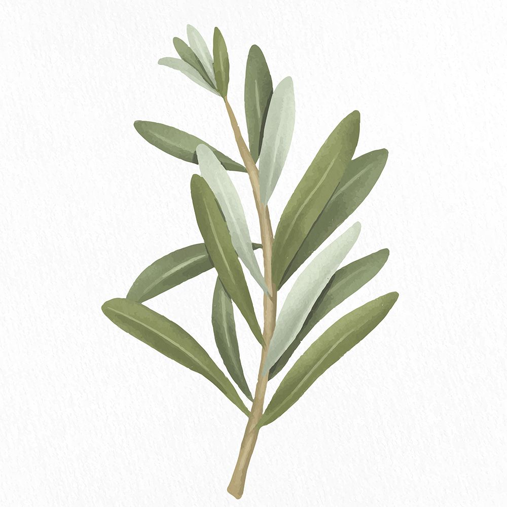 Olive Branch 2 art print by Kimberly Allen for $57.95 CAD