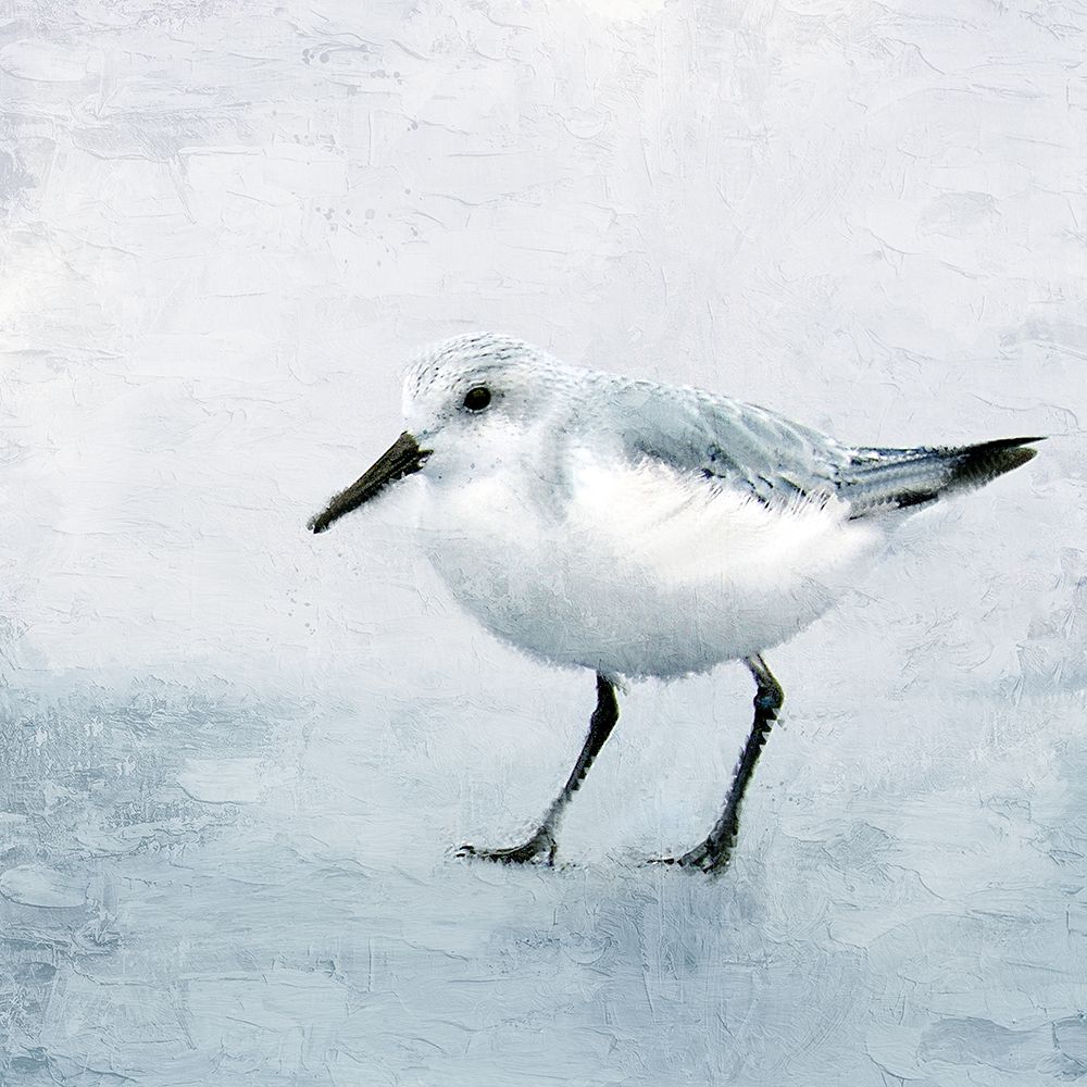 Sandpiper 2 art print by Kimberly Allen for $57.95 CAD