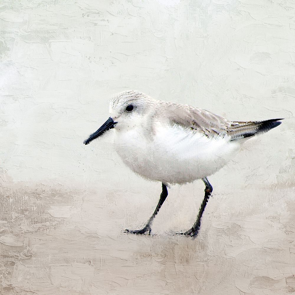 Sandpiper 2 art print by Kimberly Allen for $57.95 CAD