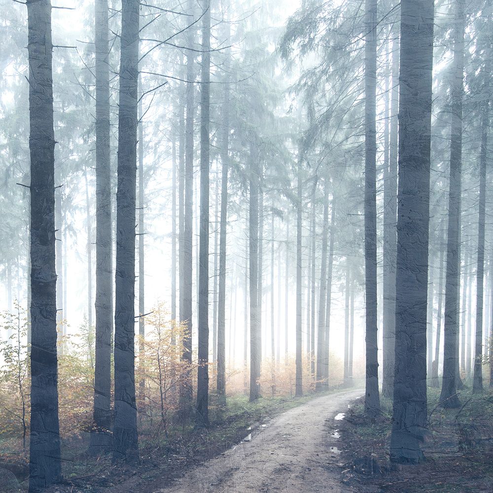 Forest Road art print by Kimberly Allen for $57.95 CAD