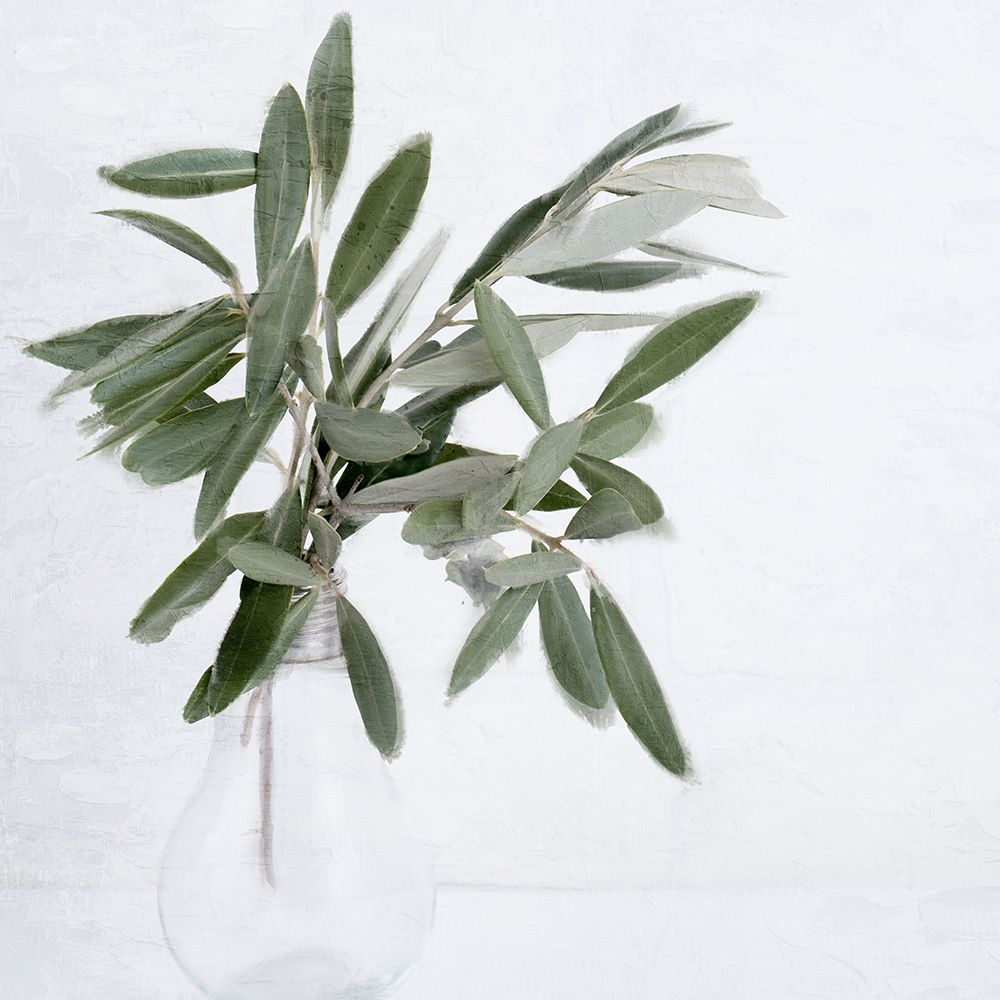 Olive Branch art print by Kimberly Allen for $57.95 CAD