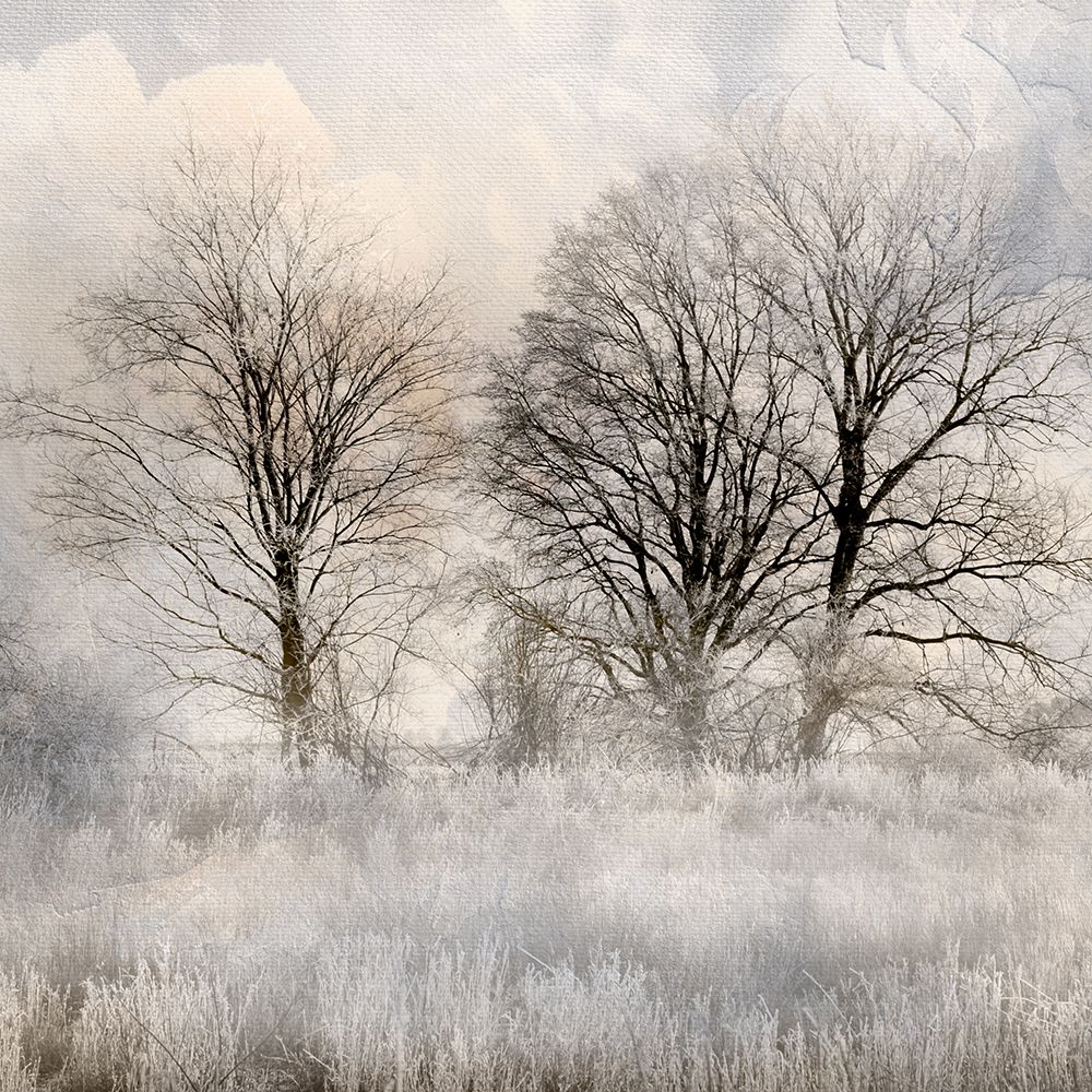 Winter Frost 1 art print by Kimberly Allen for $57.95 CAD