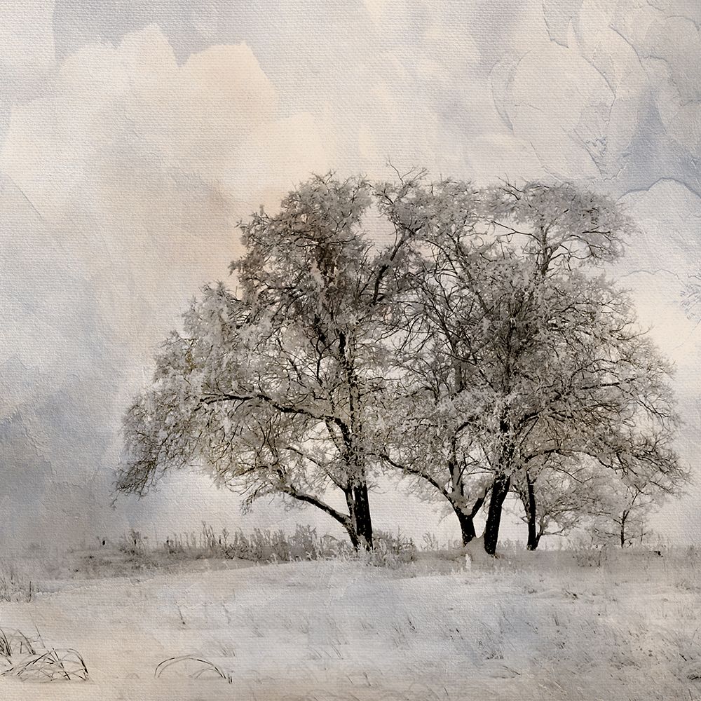 Winter Frost 2 art print by Kimberly Allen for $57.95 CAD