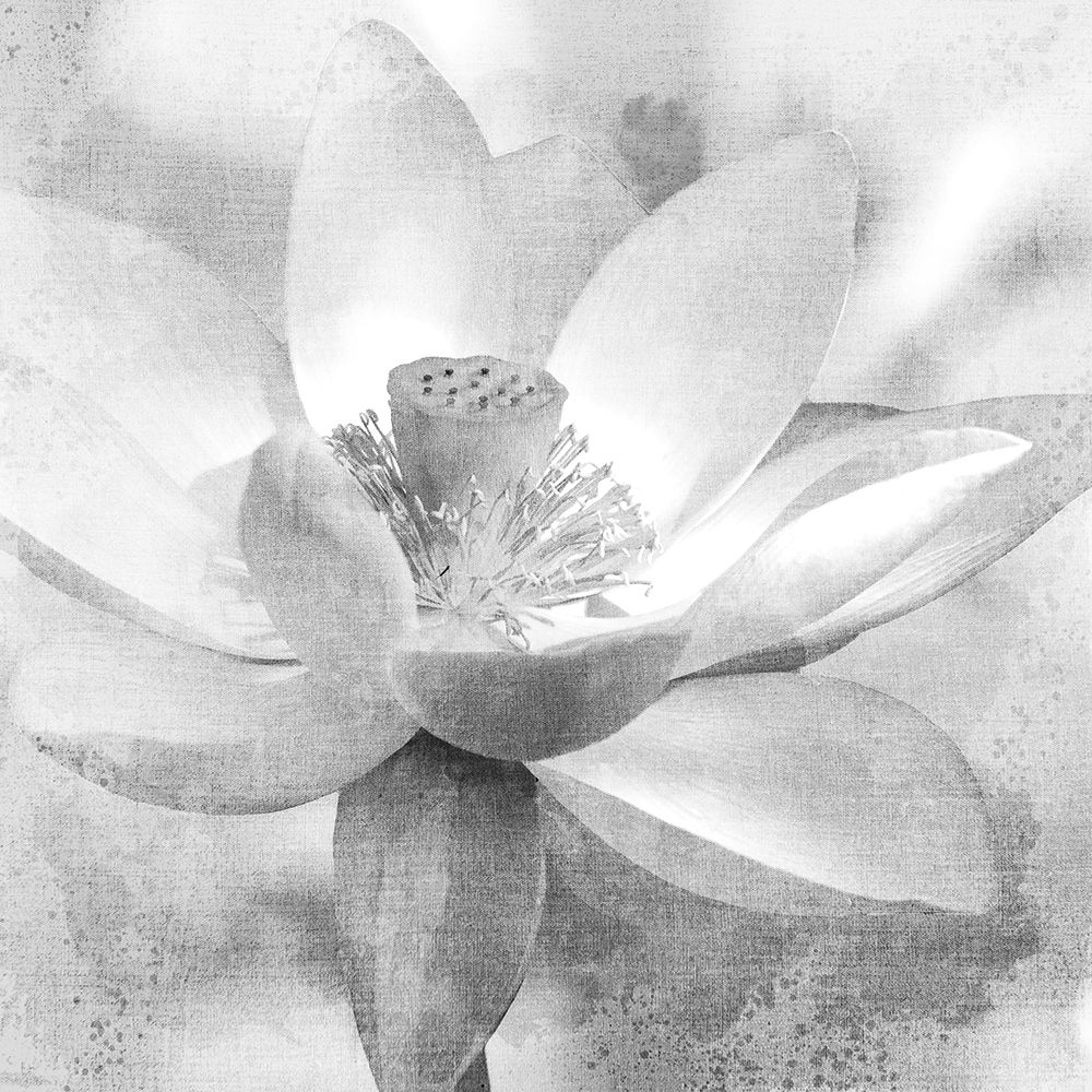 Lotus art print by Kimberly Allen for $57.95 CAD