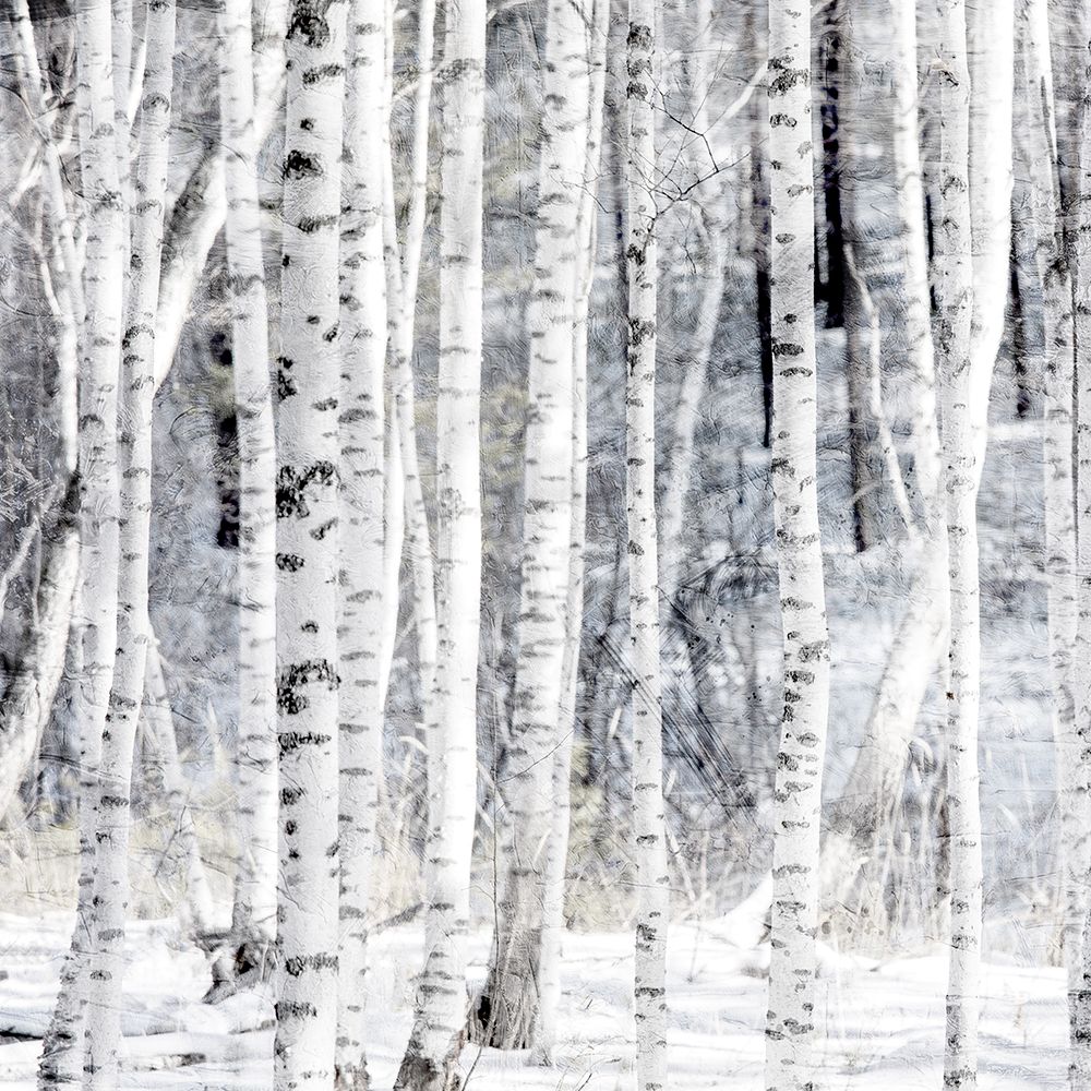 Aspen Snow 1 art print by Kimberly Allen for $57.95 CAD