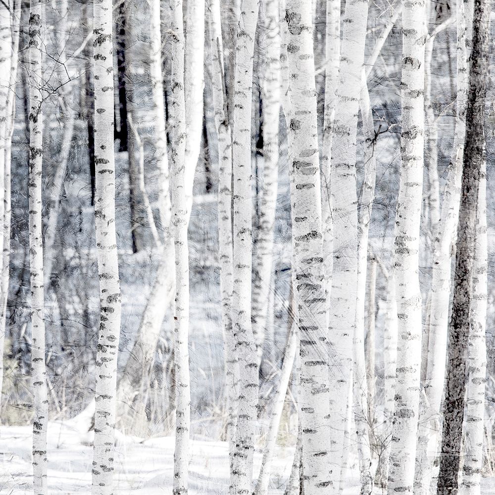 Aspen Snow 2 art print by Kimberly Allen for $57.95 CAD