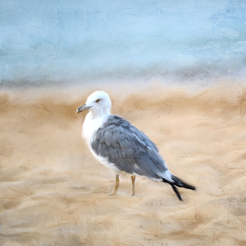 Seagull art print by Kimberly Allen for $57.95 CAD