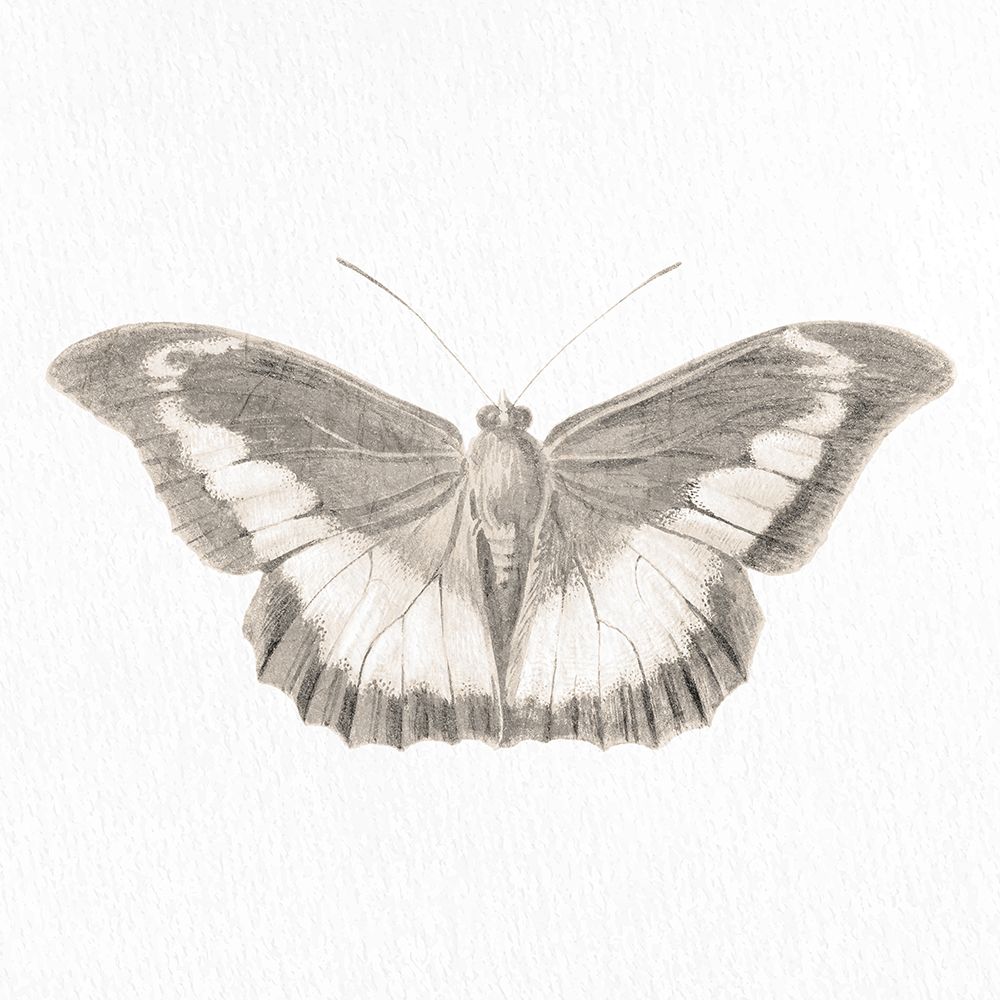Butterfly Print 3 art print by Kimberly Allen for $57.95 CAD