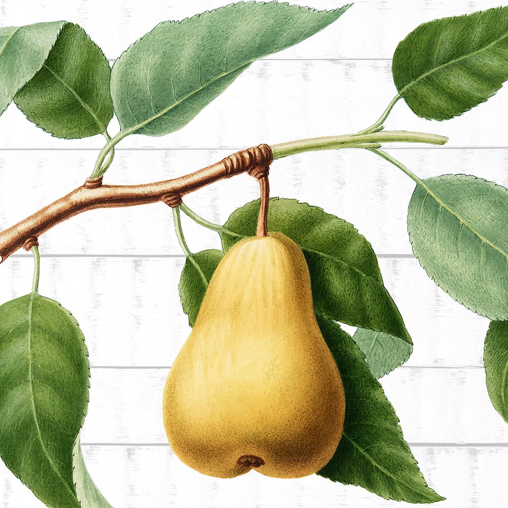 Picking Fruit 2 art print by Kimberly Allen for $57.95 CAD
