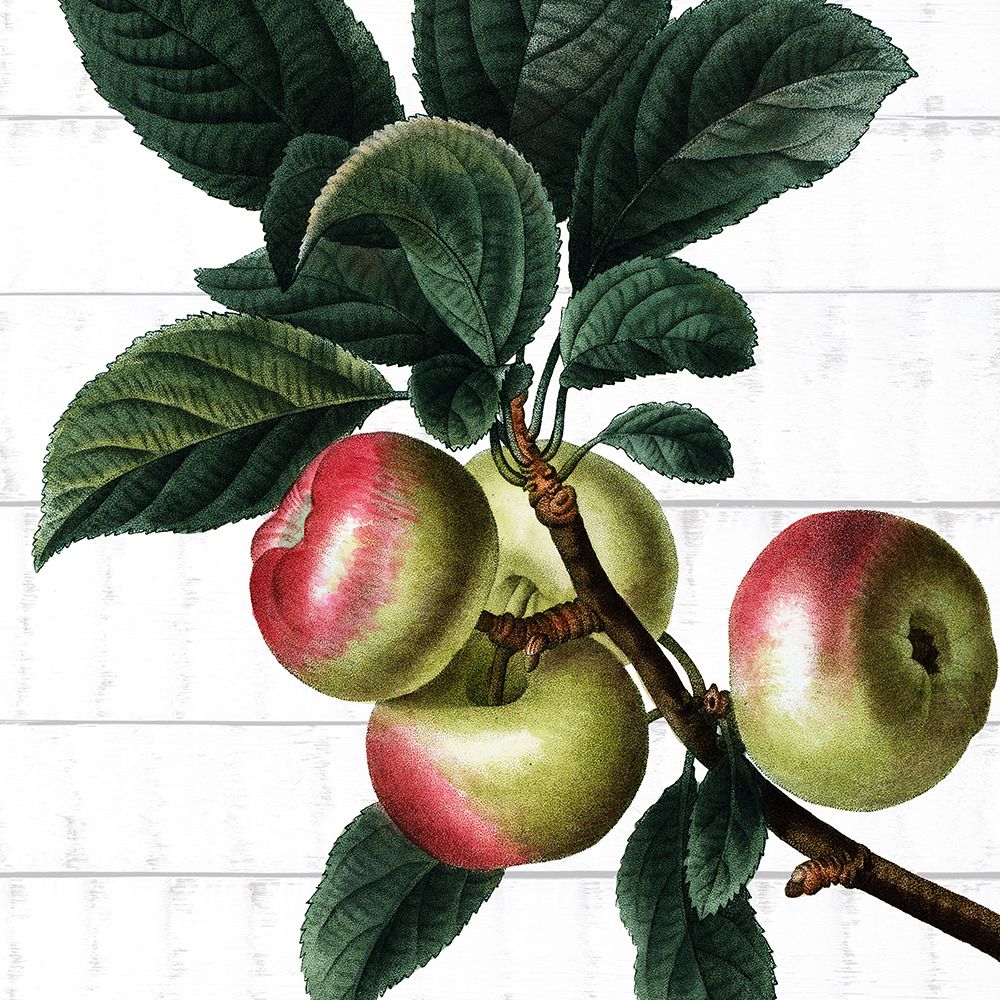 Picking Fruit 3 art print by Kimberly Allen for $57.95 CAD