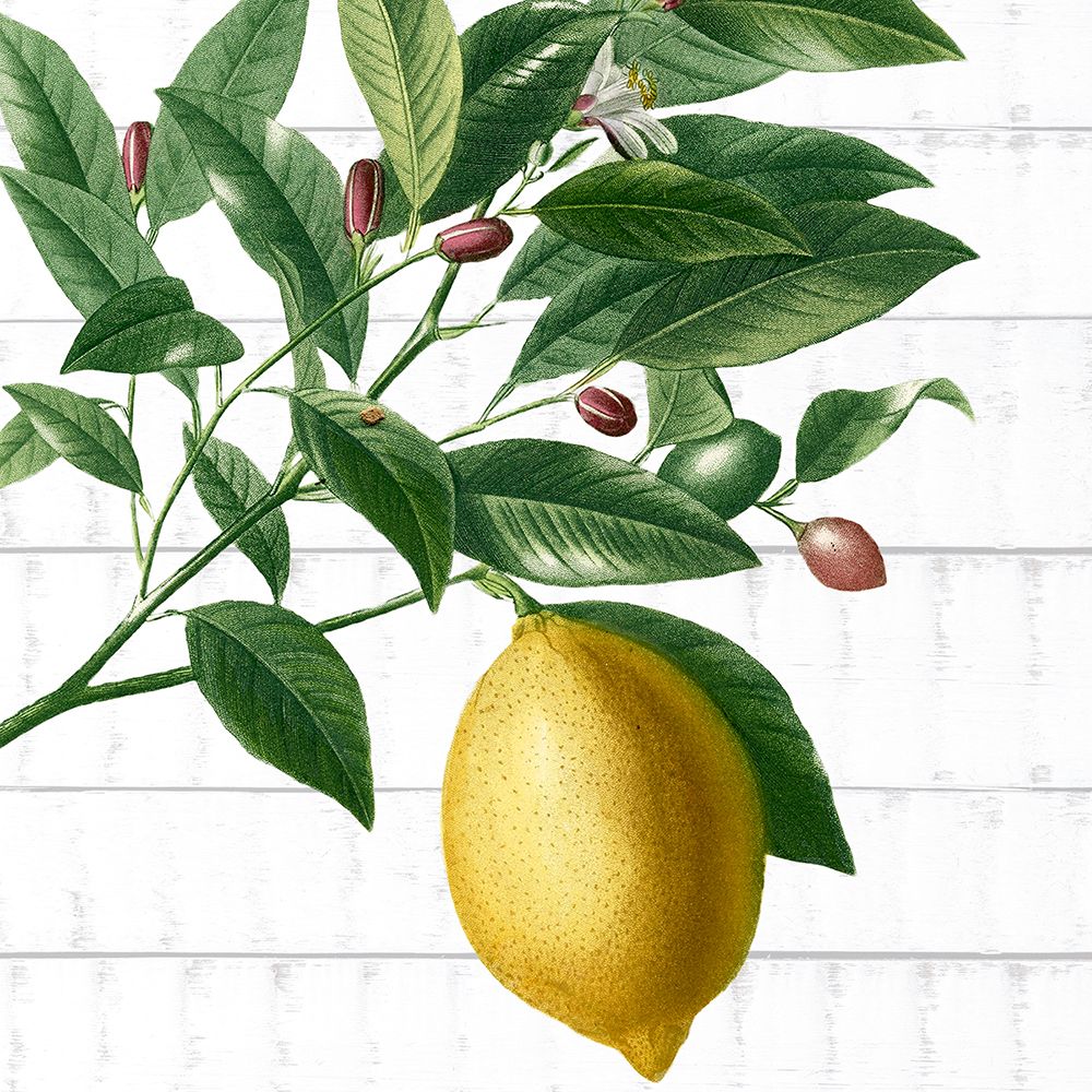 Picking Fruit 4 art print by Kimberly Allen for $57.95 CAD