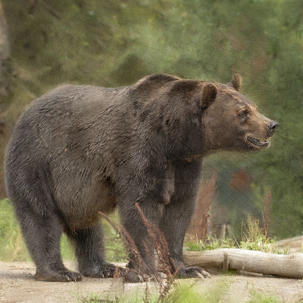 Grizzly art print by Kimberly Allen for $57.95 CAD