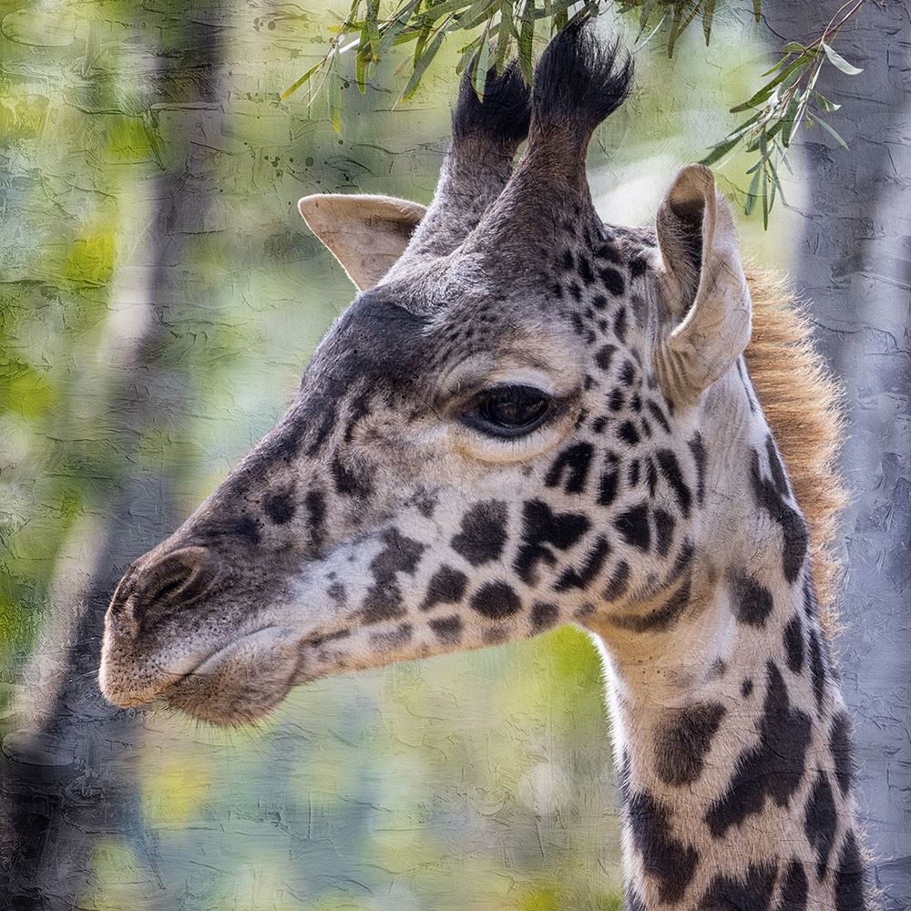 Up Close 3 art print by Kimberly Allen for $57.95 CAD