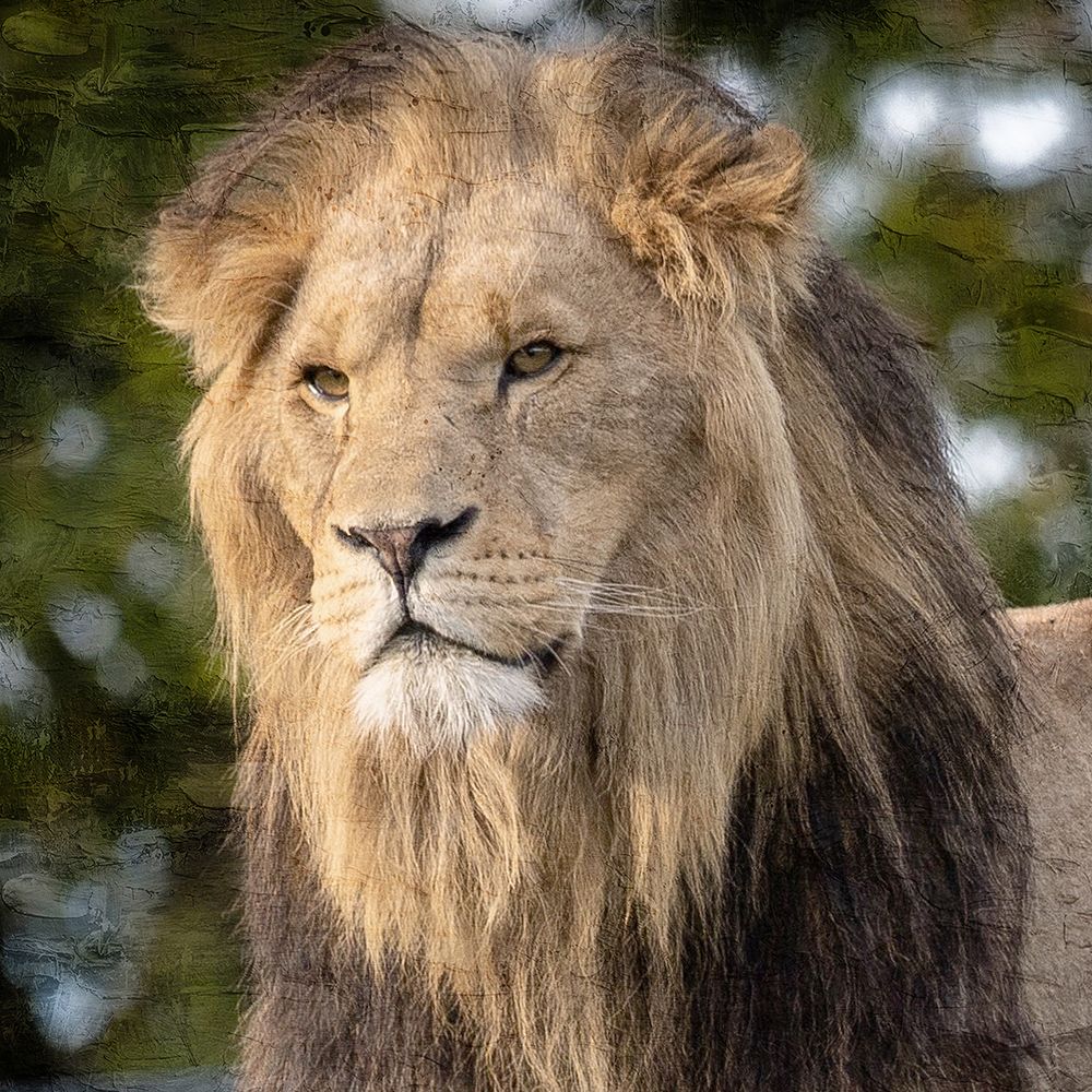 Up Close 4 art print by Kimberly Allen for $57.95 CAD