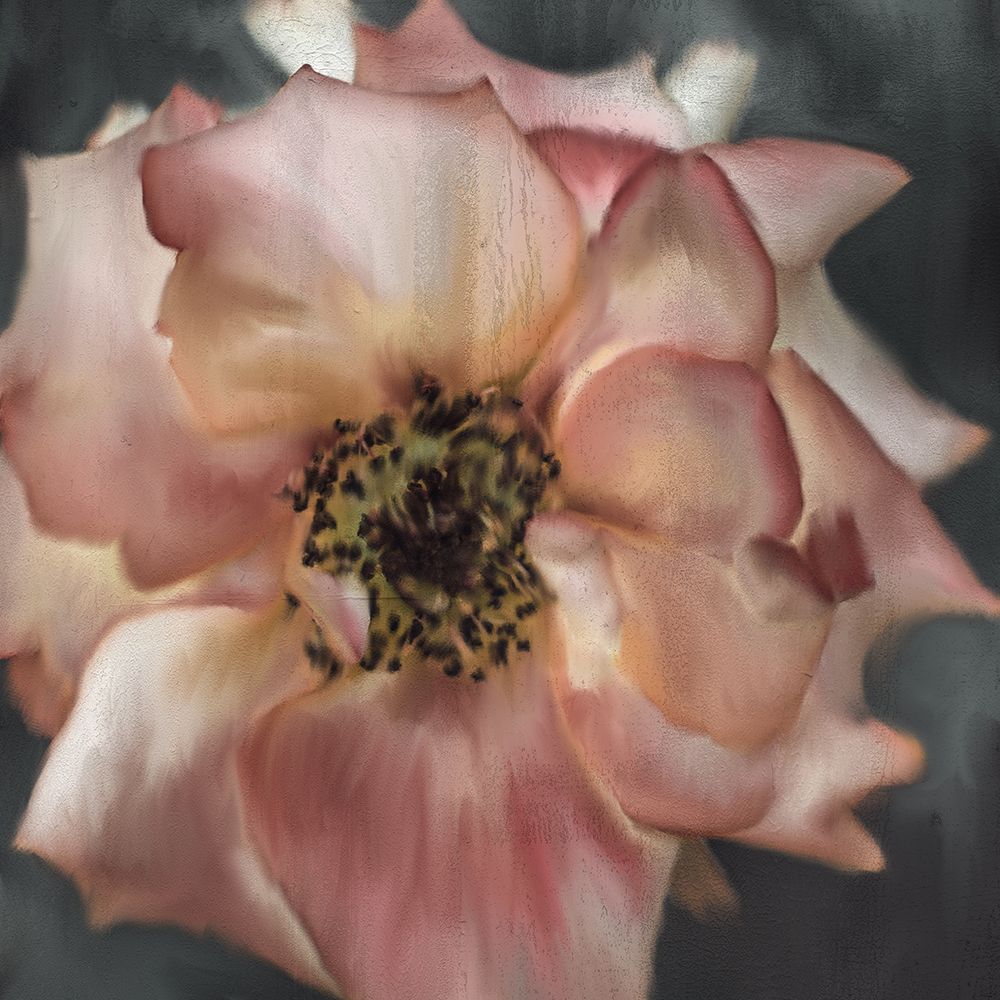 Dusty Rose art print by Kimberly Allen for $57.95 CAD