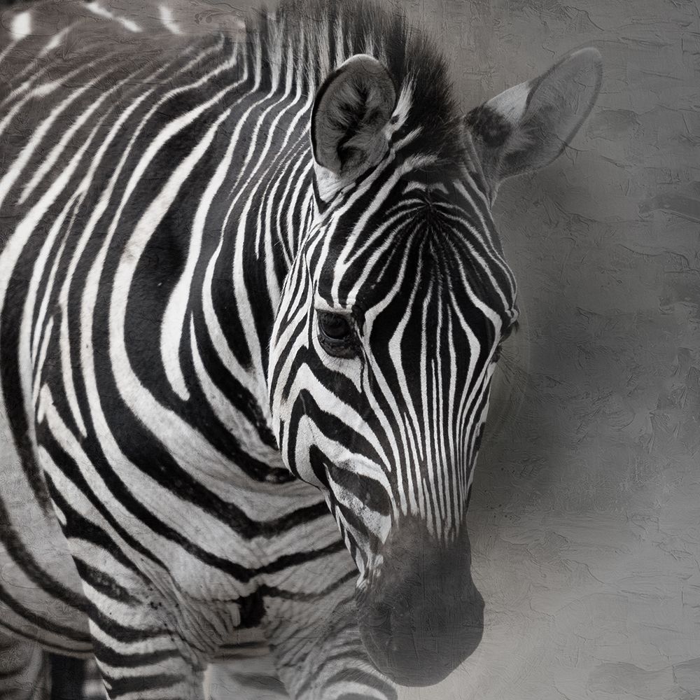 Up Close Safari 1 art print by Kimberly Allen for $57.95 CAD