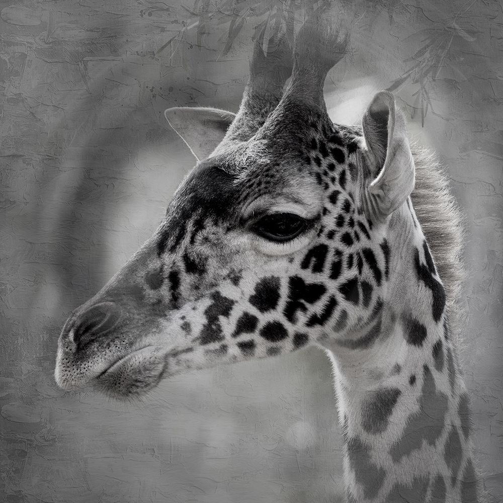 Up Close Safari 2 art print by Kimberly Allen for $57.95 CAD