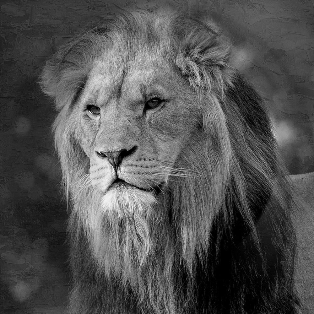 Up Close Safari 3 art print by Kimberly Allen for $57.95 CAD