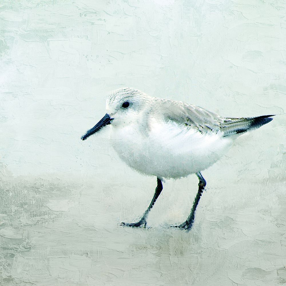Sandpiper 2 art print by Kimberly Allen for $57.95 CAD
