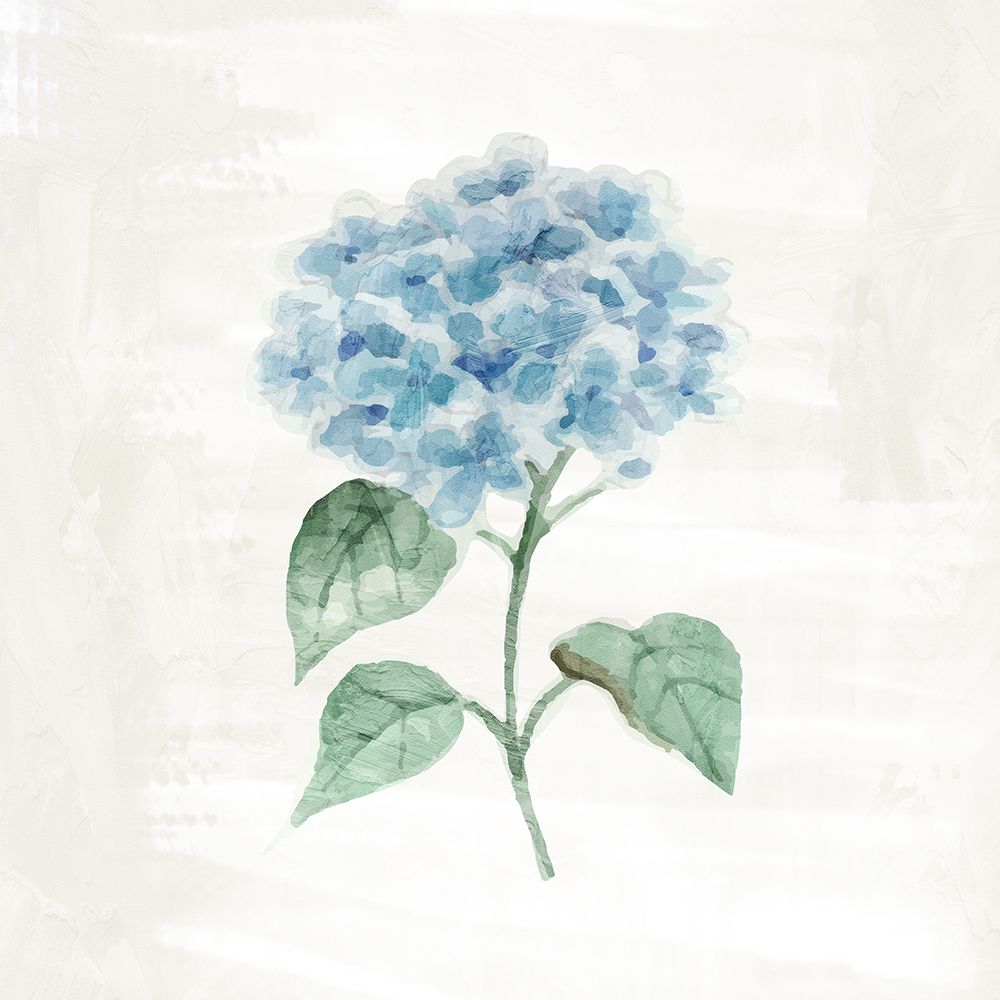 Hydrangea 1 art print by Kimberly Allen for $57.95 CAD