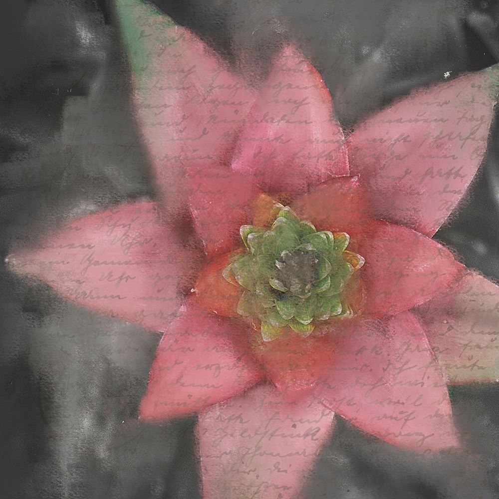 Star Bloom art print by Kimberly Allen for $57.95 CAD